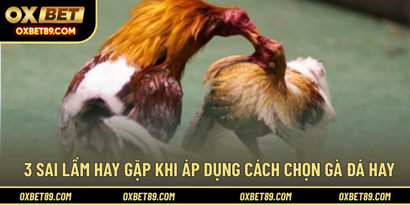 3 sai lầm hay gặp khi áp dụng cách chọn gà đá hay