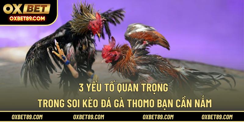 3 yếu tố quan trọng trong soi kèo đá gà Thomo bạn cần nắm