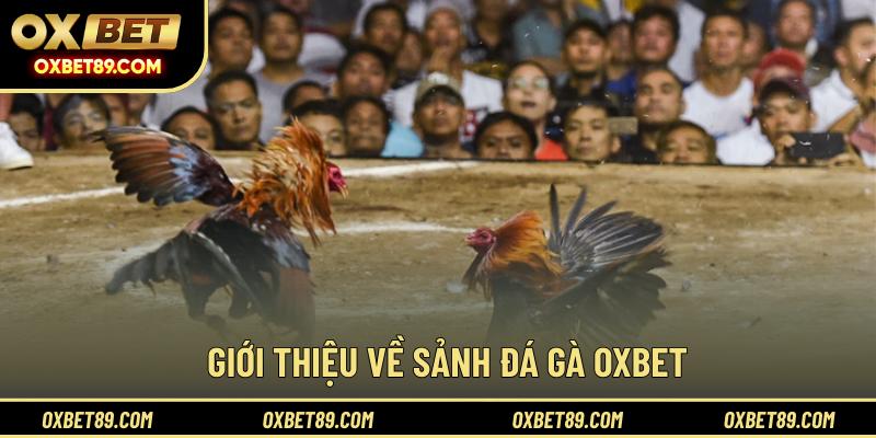 Giới thiệu về sảnh đá gà OXBET