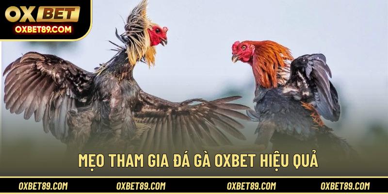 Mẹo tham gia đá gà OXBET hiệu quả